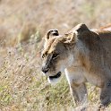 TZA SHI SerengetiNP 2016DEC25 LakeMagadi 007 : 2016, 2016 - African Adventures, Africa, Date, December, Eastern, Month, Northern Lake Magadi, Places, Serengeti National Park, Shinyanga, Tanzania, Trips, Year
