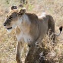 TZA_SHI_SerengetiNP_2016DEC25_LakeMagadi_009.jpg