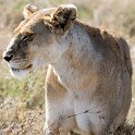 TZA SHI SerengetiNP 2016DEC25 LakeMagadi 010 : 2016, 2016 - African Adventures, Africa, Date, December, Eastern, Month, Northern Lake Magadi, Places, Serengeti National Park, Shinyanga, Tanzania, Trips, Year