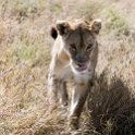 TZA SHI SerengetiNP 2016DEC25 LakeMagadi 011 : 2016, 2016 - African Adventures, Africa, Date, December, Eastern, Month, Northern Lake Magadi, Places, Serengeti National Park, Shinyanga, Tanzania, Trips, Year