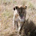 TZA_SHI_SerengetiNP_2016DEC25_LakeMagadi_011.jpg