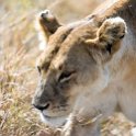 TZA SHI SerengetiNP 2016DEC25 LakeMagadi 012 : 2016, 2016 - African Adventures, Africa, Date, December, Eastern, Month, Northern Lake Magadi, Places, Serengeti National Park, Shinyanga, Tanzania, Trips, Year