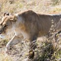 TZA SHI SerengetiNP 2016DEC25 LakeMagadi 013 : 2016, 2016 - African Adventures, Africa, Date, December, Eastern, Month, Northern Lake Magadi, Places, Serengeti National Park, Shinyanga, Tanzania, Trips, Year