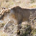 TZA_SHI_SerengetiNP_2016DEC25_LakeMagadi_013.jpg