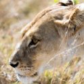 TZA SHI SerengetiNP 2016DEC25 LakeMagadi 014 : 2016, 2016 - African Adventures, Africa, Date, December, Eastern, Month, Northern Lake Magadi, Places, Serengeti National Park, Shinyanga, Tanzania, Trips, Year