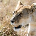 TZA SHI SerengetiNP 2016DEC25 LakeMagadi 015 : 2016, 2016 - African Adventures, Africa, Date, December, Eastern, Month, Northern Lake Magadi, Places, Serengeti National Park, Shinyanga, Tanzania, Trips, Year