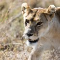 TZA SHI SerengetiNP 2016DEC25 LakeMagadi 016 : 2016, 2016 - African Adventures, Africa, Date, December, Eastern, Month, Northern Lake Magadi, Places, Serengeti National Park, Shinyanga, Tanzania, Trips, Year