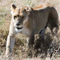TZA SHI SerengetiNP 2016DEC25 LakeMagadi 017 : 2016, 2016 - African Adventures, Africa, Date, December, Eastern, Month, Northern Lake Magadi, Places, Serengeti National Park, Shinyanga, Tanzania, Trips, Year