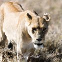 TZA SHI SerengetiNP 2016DEC25 LakeMagadi 018 : 2016, 2016 - African Adventures, Africa, Date, December, Eastern, Month, Northern Lake Magadi, Places, Serengeti National Park, Shinyanga, Tanzania, Trips, Year