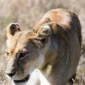 TZA SHI SerengetiNP 2016DEC25 LakeMagadi 019 : 2016, 2016 - African Adventures, Africa, Date, December, Eastern, Month, Northern Lake Magadi, Places, Serengeti National Park, Shinyanga, Tanzania, Trips, Year