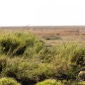 TZA SHI SerengetiNP 2016DEC25 LakeMagadi 023 : 2016, 2016 - African Adventures, Africa, Date, December, Eastern, Month, Northern Lake Magadi, Places, Serengeti National Park, Shinyanga, Tanzania, Trips, Year