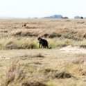 TZA SHI SerengetiNP 2016DEC25 LakeMagadi 024 : 2016, 2016 - African Adventures, Africa, Date, December, Eastern, Month, Northern Lake Magadi, Places, Serengeti National Park, Shinyanga, Tanzania, Trips, Year