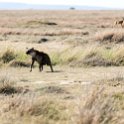 TZA SHI SerengetiNP 2016DEC25 LakeMagadi 025 : 2016, 2016 - African Adventures, Africa, Date, December, Eastern, Month, Northern Lake Magadi, Places, Serengeti National Park, Shinyanga, Tanzania, Trips, Year