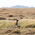 TZA SHI SerengetiNP 2016DEC25 LakeMagadi 026 : 2016, 2016 - African Adventures, Africa, Date, December, Eastern, Month, Northern Lake Magadi, Places, Serengeti National Park, Shinyanga, Tanzania, Trips, Year