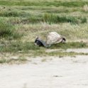 TZA SHI SerengetiNP 2016DEC25 LakeMagadi 027 : 2016, 2016 - African Adventures, Africa, Date, December, Eastern, Month, Northern Lake Magadi, Places, Serengeti National Park, Shinyanga, Tanzania, Trips, Year