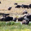 TZA SHI SerengetiNP 2016DEC25 LakeMagadi 030 : 2016, 2016 - African Adventures, Africa, Date, December, Eastern, Month, Northern Lake Magadi, Places, Serengeti National Park, Shinyanga, Tanzania, Trips, Year