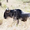 TZA SHI SerengetiNP 2016DEC25 LakeMagadi 031 : 2016, 2016 - African Adventures, Africa, Date, December, Eastern, Month, Northern Lake Magadi, Places, Serengeti National Park, Shinyanga, Tanzania, Trips, Year