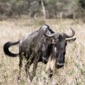 TZA SHI SerengetiNP 2016DEC25 LakeMagadi 032 : 2016, 2016 - African Adventures, Africa, Date, December, Eastern, Month, Northern Lake Magadi, Places, Serengeti National Park, Shinyanga, Tanzania, Trips, Year
