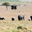 TZA_SHI_SerengetiNP_2016DEC25_LakeMagadi_034.jpg