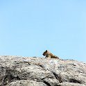 TZA SHI SerengetiNP 2016DEC25 RoadB144 008 : 2016, 2016 - African Adventures, Africa, Date, December, Eastern, Month, Places, Road B144, Serengeti National Park, Shinyanga, Tanzania, Trips, Year