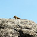 TZA SHI SerengetiNP 2016DEC25 RoadB144 009 : 2016, 2016 - African Adventures, Africa, Date, December, Eastern, Month, Places, Road B144, Serengeti National Park, Shinyanga, Tanzania, Trips, Year
