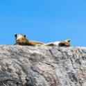 TZA SHI SerengetiNP 2016DEC25 RoadB144 011 : 2016, 2016 - African Adventures, Africa, Date, December, Eastern, Month, Places, Road B144, Serengeti National Park, Shinyanga, Tanzania, Trips, Year