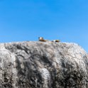 TZA SHI SerengetiNP 2016DEC25 RoadB144 012 : 2016, 2016 - African Adventures, Africa, Date, December, Eastern, Month, Places, Road B144, Serengeti National Park, Shinyanga, Tanzania, Trips, Year