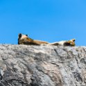 TZA SHI SerengetiNP 2016DEC25 RoadB144 013 : 2016, 2016 - African Adventures, Africa, Date, December, Eastern, Month, Places, Road B144, Serengeti National Park, Shinyanga, Tanzania, Trips, Year