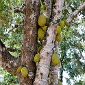 TZA ZAN ZMM Badru 2016DEC20 SpiceFarm 002 : 2016, 2016 - African Adventures, Africa, Badru Spice Farm, Date, December, Eastern, Mjini Magharibi, Month, Places, Tanzania, Trips, Year, Zanzibar