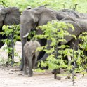 ZMB_EAS_SouthLuangwa_2016DEC09_KapaniLodge_006.jpg