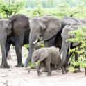 ZMB EAS SouthLuangwa 2016DEC09 KapaniLodge 007 : 2016, 2016 - African Adventures, Africa, Date, December, Eastern, Kapani Lodge, Mfuwe, Month, Places, South Luanga, Trips, Year, Zambia