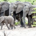 ZMB_EAS_SouthLuangwa_2016DEC09_KapaniLodge_008.jpg