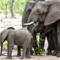 ZMB EAS SouthLuangwa 2016DEC09 KapaniLodge 010 : 2016, 2016 - African Adventures, Africa, Date, December, Eastern, Kapani Lodge, Mfuwe, Month, Places, South Luanga, Trips, Year, Zambia