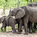 ZMB_EAS_SouthLuangwa_2016DEC09_KapaniLodge_012.jpg