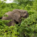 ZMB EAS SouthLuangwa 2016DEC09 KapaniLodge 014 : 2016, 2016 - African Adventures, Africa, Date, December, Eastern, Kapani Lodge, Mfuwe, Month, Places, South Luanga, Trips, Year, Zambia