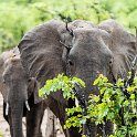 ZMB_EAS_SouthLuangwa_2016DEC09_KapaniLodge_016.jpg