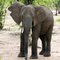 ZMB_EAS_SouthLuangwa_2016DEC09_KapaniLodge_018.jpg