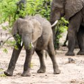 ZMB_EAS_SouthLuangwa_2016DEC09_KapaniLodge_021.jpg