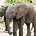 ZMB EAS SouthLuangwa 2016DEC09 KapaniLodge 023 : 2016, 2016 - African Adventures, Africa, Date, December, Eastern, Kapani Lodge, Mfuwe, Month, Places, South Luanga, Trips, Year, Zambia