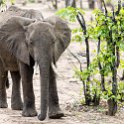 ZMB_EAS_SouthLuangwa_2016DEC09_KapaniLodge_024.jpg