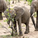 ZMB_EAS_SouthLuangwa_2016DEC09_KapaniLodge_026.jpg