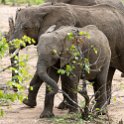 ZMB_EAS_SouthLuangwa_2016DEC09_KapaniLodge_027.jpg