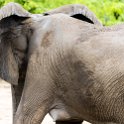 ZMB EAS SouthLuangwa 2016DEC09 KapaniLodge 028 : 2016, 2016 - African Adventures, Africa, Date, December, Eastern, Kapani Lodge, Mfuwe, Month, Places, South Luanga, Trips, Year, Zambia