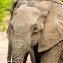 ZMB EAS SouthLuangwa 2016DEC09 KapaniLodge 029 : 2016, 2016 - African Adventures, Africa, Date, December, Eastern, Kapani Lodge, Mfuwe, Month, Places, South Luanga, Trips, Year, Zambia