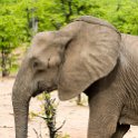 ZMB EAS SouthLuangwa 2016DEC09 KapaniLodge 030 : 2016, 2016 - African Adventures, Africa, Date, December, Eastern, Kapani Lodge, Mfuwe, Month, Places, South Luanga, Trips, Year, Zambia