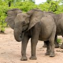 ZMB EAS SouthLuangwa 2016DEC09 KapaniLodge 032 : 2016, 2016 - African Adventures, Africa, Date, December, Eastern, Kapani Lodge, Mfuwe, Month, Places, South Luanga, Trips, Year, Zambia