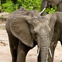 ZMB EAS SouthLuangwa 2016DEC09 KapaniLodge 034 : 2016, 2016 - African Adventures, Africa, Date, December, Eastern, Kapani Lodge, Mfuwe, Month, Places, South Luanga, Trips, Year, Zambia
