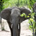 ZMB EAS SouthLuangwa 2016DEC09 KapaniLodge 036 : 2016, 2016 - African Adventures, Africa, Date, December, Eastern, Kapani Lodge, Mfuwe, Month, Places, South Luanga, Trips, Year, Zambia