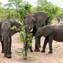 ZMB EAS SouthLuangwa 2016DEC09 KapaniLodge 037 : 2016, 2016 - African Adventures, Africa, Date, December, Eastern, Kapani Lodge, Mfuwe, Month, Places, South Luanga, Trips, Year, Zambia