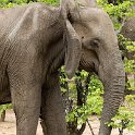 ZMB EAS SouthLuangwa 2016DEC09 KapaniLodge 040 : 2016, 2016 - African Adventures, Africa, Date, December, Eastern, Kapani Lodge, Mfuwe, Month, Places, South Luanga, Trips, Year, Zambia